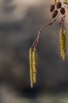 200개 이상 무료 Alder 및 자연 사진 - Pixabay