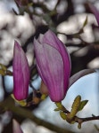 Pink White Spring - Free photo on Pixabay Free Image on Pixabay - Pink, White, Spring, Magnolia