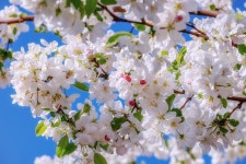 Blossom Embellishment Branch Apple - Free photo on Pixabay Free Image on Pixabay - Blossom, Embellishment, Branch