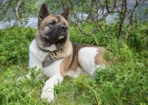 6,000+ Free American Akita & Akita Photos - Pixabay