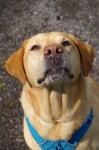 Dog Labrador Domestic Animal - Free photo on Pixabay Free Image on Pixabay - Dog, Labrador, Domestic Animal