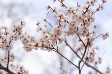 체리 개화하다 봄 - Pixabay의 무료 사진