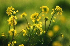 Rape Seed Flower Plant - Free photo on Pixabay