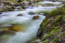 River Dd Forest - Free photo on Pixabay