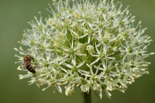 Ball Leek Ornamental Onion White - Free photo on Pixabay