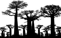 Download Africa, Forest, Silhouette. Royalty-Free Vector Graphic - Pixabay Download Africa, Forest, Silhouette. Royalty-Free... 