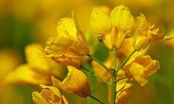 Nature Agriculture Fields Oilseed - Free photo on Pixabay