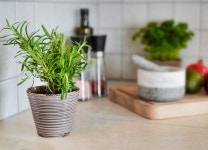 Herb Spices Rosemary - Free photo on Pixabay