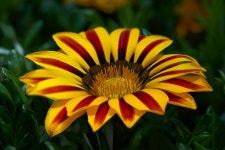 꽃 Gazanias Gazania - Pixabay의 무료 사진