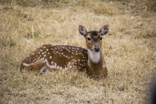 Black Buck Deer - Free photo on Pixabay