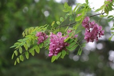 Acacias Tree Nature - Free photo on Pixabay