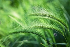 200+ Free Spikelet & Nature Photos - Pixabay