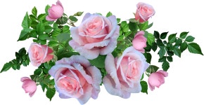 Roses Pink Flowers - Free photo on Pixabay - Pixabay Roses Pink Flowers - Free photo on Pixabay