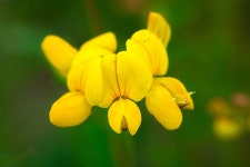 400,000+ Free Flower Horn & Nature Photos - Pixabay