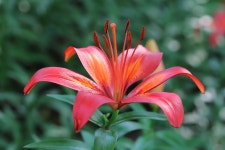 꽃 나리꽃 자연 - Pixabay의 무료 사진