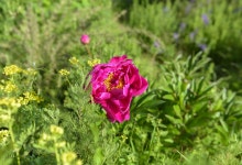 모란 꽃 자연 - Pixabay의 무료 사진 - Pixabay 모란 꽃 자연 - Pixabay의 무료 사진