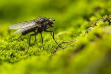 200,000+ Free Green Fly & Fly Images - Pixabay