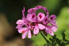 2+ Free Rosengeranie & Geranium Photos - Pixabay