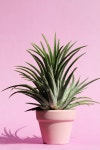 Pastel Potted Plant Flowers - Free photo on Pixabay