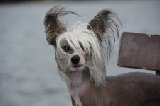 Dog Chinese Crested Naked - Free photo on Pixabay