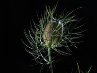 10+ Free Nigella Sativa & Black Cumin Photos - Pixabay
