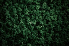 Clover Green Field - Free photo on Pixabay Free Image on Pixabay - Clover, Green, Field, Natural-Light