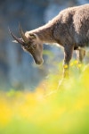 Alpine Ibex Mammal Animal - Free photo on Pixabay