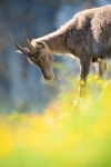 Rough Horn Alpine Tannheimer - Free photo on Pixabay