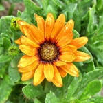 10,000+ Free African Daisy & Nature Photos - Pixabay