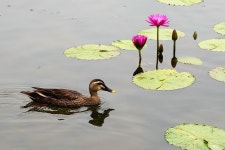 10,000개 이상 무료 Lotus Pond 및 자연 사진 - Pixabay