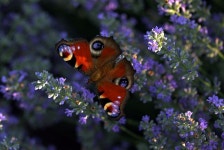 5,000+ Free Lavenders & Nature Images