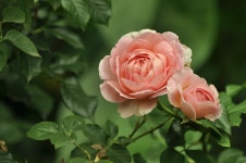 100+ Free Gardenia & Nature Photos - Pixabay