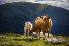 Cow Meadow Pasture - Free photo on Pixabay - Pixabay Cow Meadow Pasture - Free photo on Pixabay