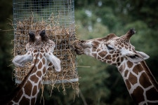 Giraffe Zoo Animal - Free photo on Pixabay