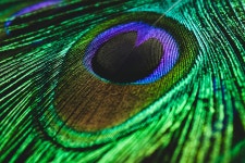 Peacock Feather Colorful - Free photo on Pixabay
