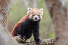 Red Panda Lesser Wildlife - Free photo on Pixabay