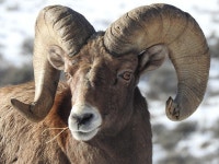 700+ Free Rams & Sheep Images - Pixabay