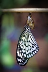 30+ Free Rebirth & Nature Photos - Pixabay