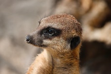 미어캣 몽구스 매 동물 - Pixabay의 무료 사진