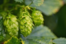 Hop Vines Plants - Free photo on Pixabay