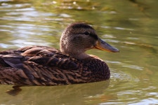 Mallard Water Duck - Free photo on Pixabay - Pixabay Mallard Water Duck - Free photo on Pixabay