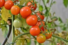 6,000+ Free Panicle Tomato & Tomatoes Photos - Pixabay