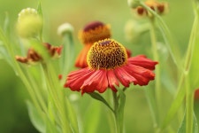 40,000+ Free Sun Flower & Nature Photos - Pixabay