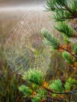 8,000개 이상 무료 지 및 자연 사진 - Pixabay