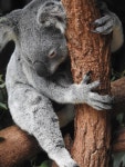 1,000+ Free Claw & Nature Photos - Pixabay