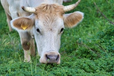Cow Pasture Agriculture - Free photo on Pixabay