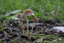 8개 이상 무료 Herfst 및 나뚜루팝 사진 - Pixabay