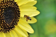 200+ Free Bee Flight & Bee Photos