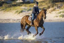 Horse Riding Animal - Free photo on Pixabay