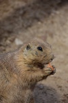 Meerkat Food Zoo Prairie - Free photo on Pixabay